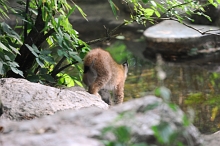 Ajout au panier - Pour commander cette photo, cliquer ICI