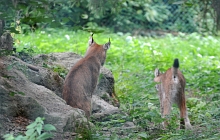 Ajout au panier - Pour commander cette photo, cliquer ICI