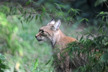 Ajout au panier - Pour commander cette photo, cliquer ICI