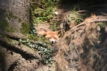Ajout au panier - Pour commander cette photo, cliquer ICI
