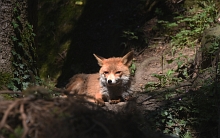 Ajout au panier - Pour commander cette photo, cliquer ICI