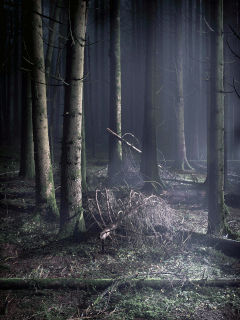 Larbre, gant de lespace et du temps Ropraz - Fondation LEstre, exposition novembre 2019. Par Dany Schaer - Journaliste-photographe