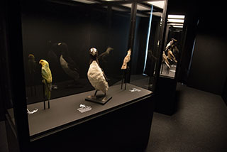 Exposition au Muse de Zoologie - Un mausole pour huit animaux disparus - Lausanne, avril 2019