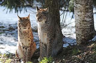Pierre Ecoffey, biologiste, passionn de nature,  responsable animaux du Zoo de Servion