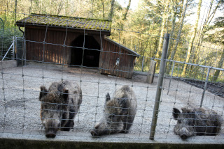 Interview: La vie comme suspendue � un fil - Roland Bulliard, Zoo de Servion - Coronavirus, avril 2020