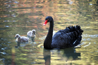 Interview: La vie comme suspendue � un fil - Roland Bulliard, Zoo de Servion - Coronavirus, avril 2020