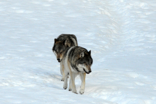 Vaud: L�illusion d�une volont� de cohabitation avec le loup