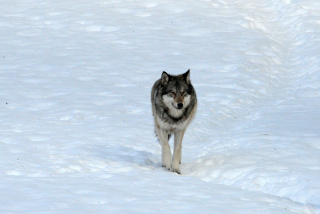 Vaud: L�illusion d�une volont� de cohabitation avec le loup