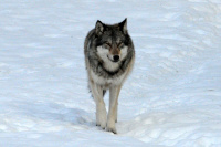 L�illusion d�une volont� de cohabitation avec le loup - Vaud, mars 2022 (cliquer ICI)