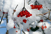 Une pens�e pour Lisette Gavillet - Thierrens, mars 2013 (cliquer ICI)