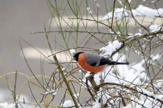 Jardin en libert� et retour des oiseaux - 15 juillet 2021