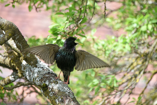 Jardin en libert� et retour des oiseaux - 15 juillet 2021