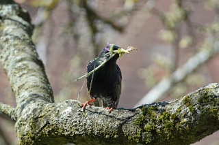 Jardin en libert� et retour des oiseaux - 15 juillet 2021