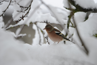 Jardin en libert� et retour des oiseaux - 15 juillet 2021