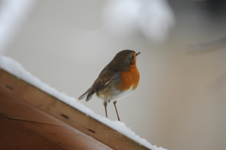 Jardin en libert� et retour des oiseaux - 15 juillet 2021