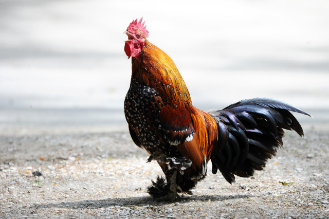 Les poussins sautent de la broyeuse � la chambre � gaz - Page d'� c�t�. Par Dany Schaer, journaliste-photographe