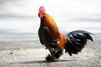 Les poussins sautent de la broyeuse � la chambre � gaz. Octobre 2019