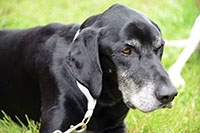 Les chiens font la course: Canicross, Saint-Cierges, juillet 2016 (cliquer ICI)