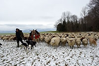 Une transhumance comme un baume sur la vie - Plateau du Jorat, f�vrier 2016