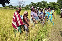 Concert de soutien pour les agricultrices du B�nin, f�vrier 2017 (cliquer ICI)