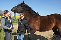 Le cheval retrouve sa libert� avec Paddock Paradise. Ecurie de Thierrens, juin 2017