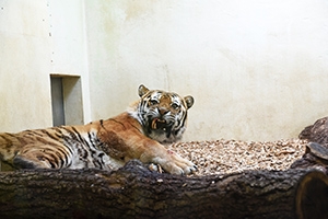Oural retourne sur le billiard - Op�ration dentaire, tigre du Zoo de Servion, septembre 2017