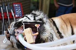 Oural retourne sur le billiard - Op�ration dentaire, tigre du Zoo de Servion, septembre 2017