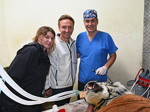Oural retourne sur le billiard - Op�ration dentaire, tigre du Zoo de Servion, septembre 2017