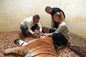 Oural retourne sur le billiard - Op�ration dentaire, tigre du Zoo de Servion, septembre 2017