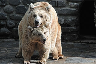 Au Revoir Martin et Suriyah, vous allez nous manquer! Ours du Zoo de Servion, d�cembre 2017 - Photo de Dany Schaer, journaliste photographe