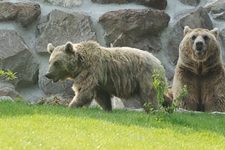 Au Revoir Martin et Suriyah, vous allez nous manquer! Ours du Zoo de Servion, d�cembre 2017 - Photo de Dany Schaer, journaliste photographe