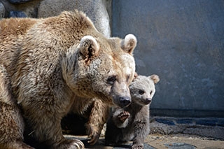 Au Revoir Martin et Suriyah, vous allez nous manquer! Ours du Zoo de Servion, d�cembre 2017 - Photo de Dany Schaer, journaliste photographe