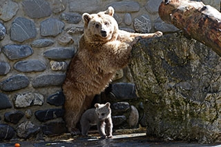 Au Revoir Martin et Suriyah, vous allez nous manquer! Ours du Zoo de Servion, d�cembre 2017 - Photo de Dany Schaer, journaliste photographe