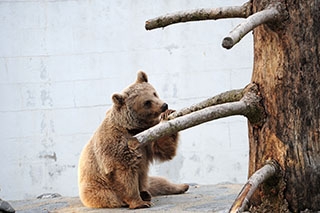 Au Revoir Martin et Suriyah, vous allez nous manquer! Ours du Zoo de Servion, d�cembre 2017 - Photo de Dany Schaer, journaliste photographe