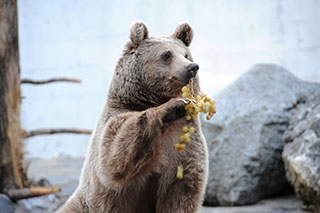 Au Revoir Martin et Suriyah, vous allez nous manquer! Ours du Zoo de Servion, d�cembre 2017 - Photo de Dany Schaer, journaliste photographe