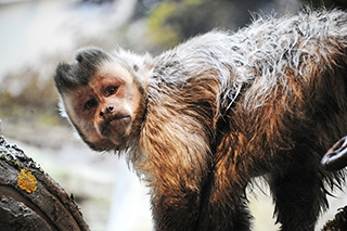 Les primates d�couvrent leur nouvel espace - Zoo de Servion, d�cembre 2017 - Reportage de Dany Schaer, journaliste photographe