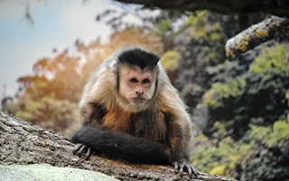 Les primates d�couvrent leur nouvel espace - Zoo de Servion, d�cembre 2017 - Reportage de Dany Schaer, journaliste photographe