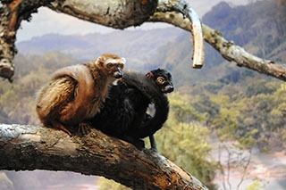 Les primates d�couvrent leur nouvel espace - Zoo de Servion, d�cembre 2017 - Reportage de Dany Schaer, journaliste photographe