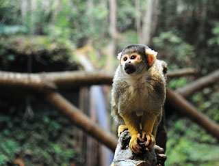 Les primates d�couvrent leur nouvel espace - Zoo de Servion, d�cembre 2017 - Reportage de Dany Schaer, journaliste photographe