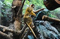 Les primates d�couvrent leur nouvel espace - Zoo de Servion, d�cembre 2017
