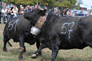 Combat de reines - La Reine Lumi�re �blouit ses rivales - Essertines�sur-Yverdon, octobre 2018. Reportage de Dany Schaer, journaliste photographe
