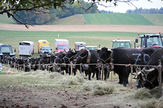 Combat de reines - La Reine Lumi�re �blouit ses rivales - Essertines�sur-Yverdon, octobre 2018. Reportage de Dany Schaer, journaliste photographe