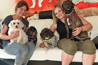Dogy Dogs: nos amis � quatre pattes aussi ont rendez-vous chez la coiffeuse. Echallens, octobre 2018. Reportage de Dany Schaer, journaliste photographe