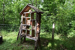 "Tronches darbres" complte sa galerie de portraits. AG Bois des Brigands, Thierrens, juin 2019. Reportage de Dany Schaer, journaliste-photographe