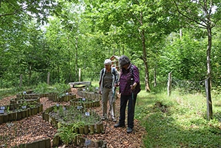 "Tronches darbres" complte sa galerie de portraits. AG Bois des Brigands, Thierrens, juin 2019. Reportage de Dany Schaer, journaliste-photographe