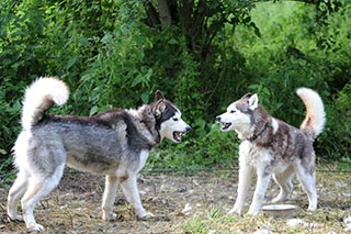 Les chiens font la course en t�te. Canicross, St-Cierges, juin 2019. Reportage de Dany Schaer, journaliste photographe