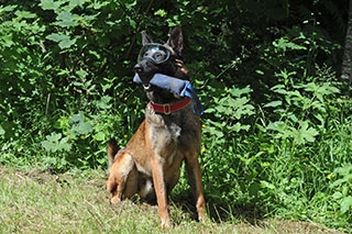 Les chiens font la course en t�te. Canicross, St-Cierges, juin 2019. Reportage de Dany Schaer, journaliste photographe