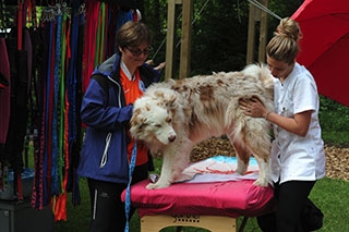 Les chiens font la course en t�te. Canicross, St-Cierges, juin 2019. Reportage de Dany Schaer, journaliste photographe