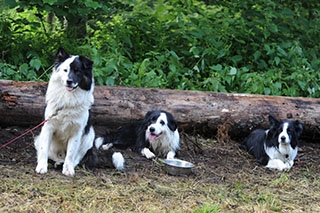 Les chiens font la course en t�te. Canicross, St-Cierges, juin 2019. Reportage de Dany Schaer, journaliste photographe