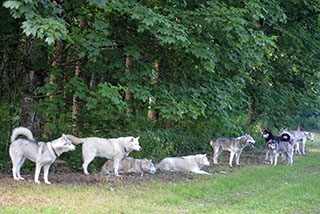 Les chiens font la course en tte. Canicross, St-Cierges, juin 2019 (cliquer ICI)